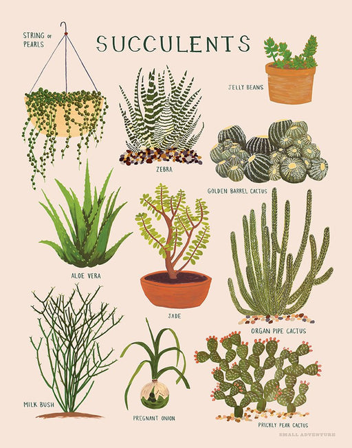 fawn&forest Succulents Print - fawn&forest
